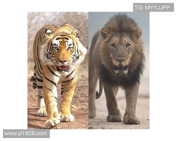 美洲豹与老虎的力量对决谁才是丛林之王的真正霸主 美洲豹与老虎的力量对决谁才是丛林之王的真正霸主